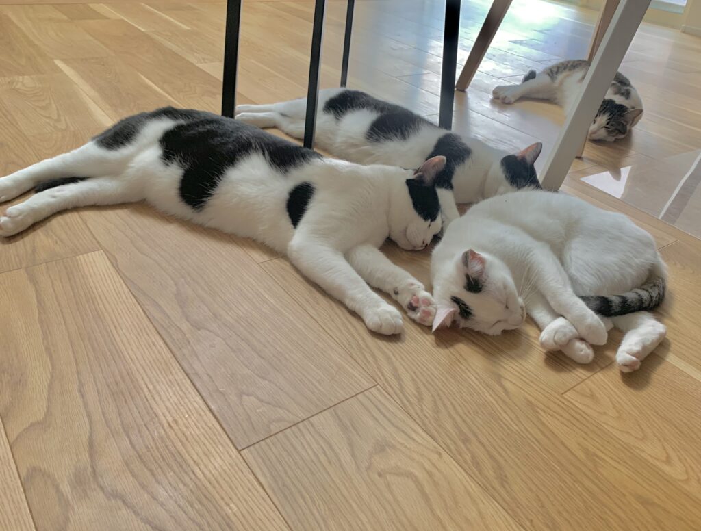 床暖房と猫たち