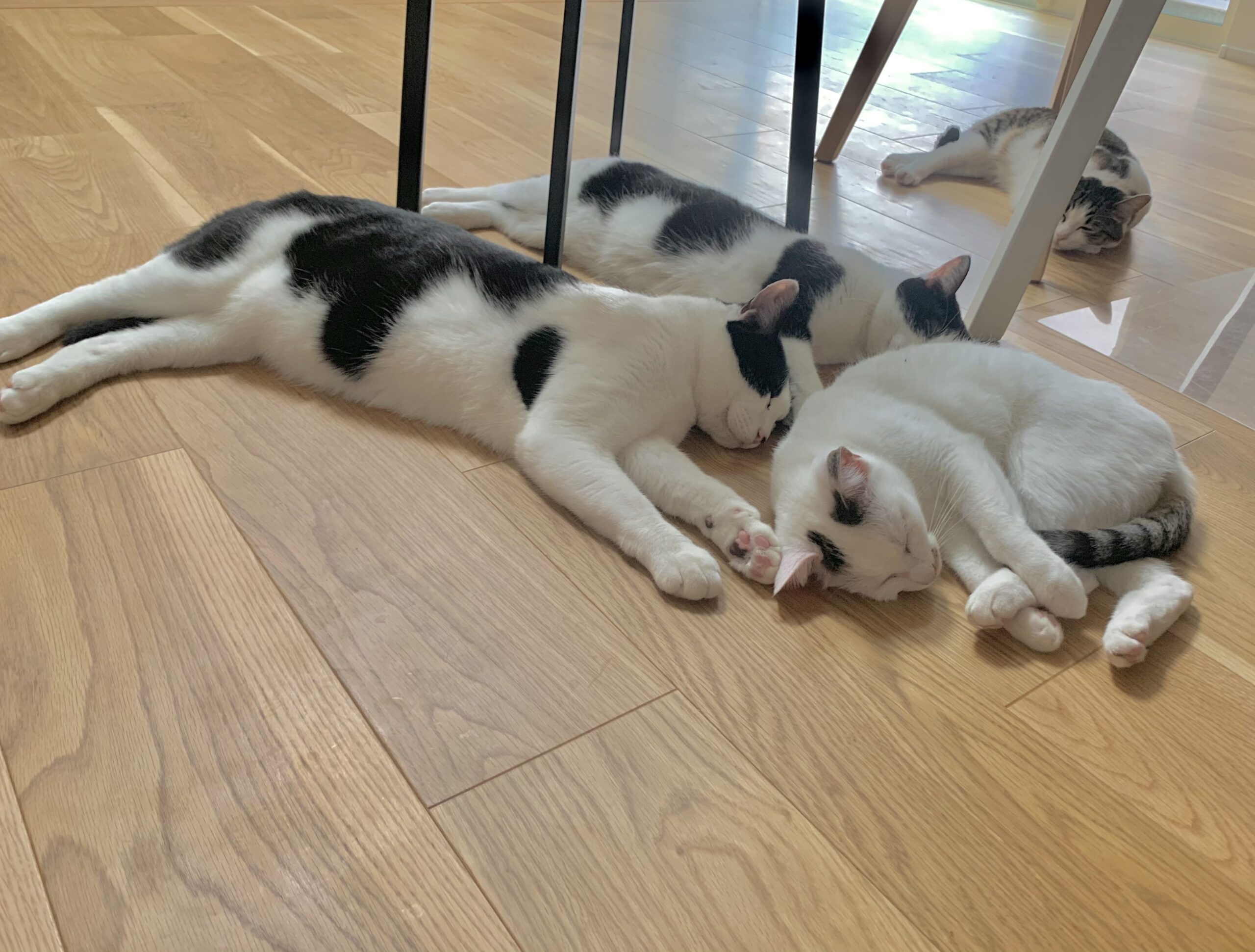 床暖房と猫