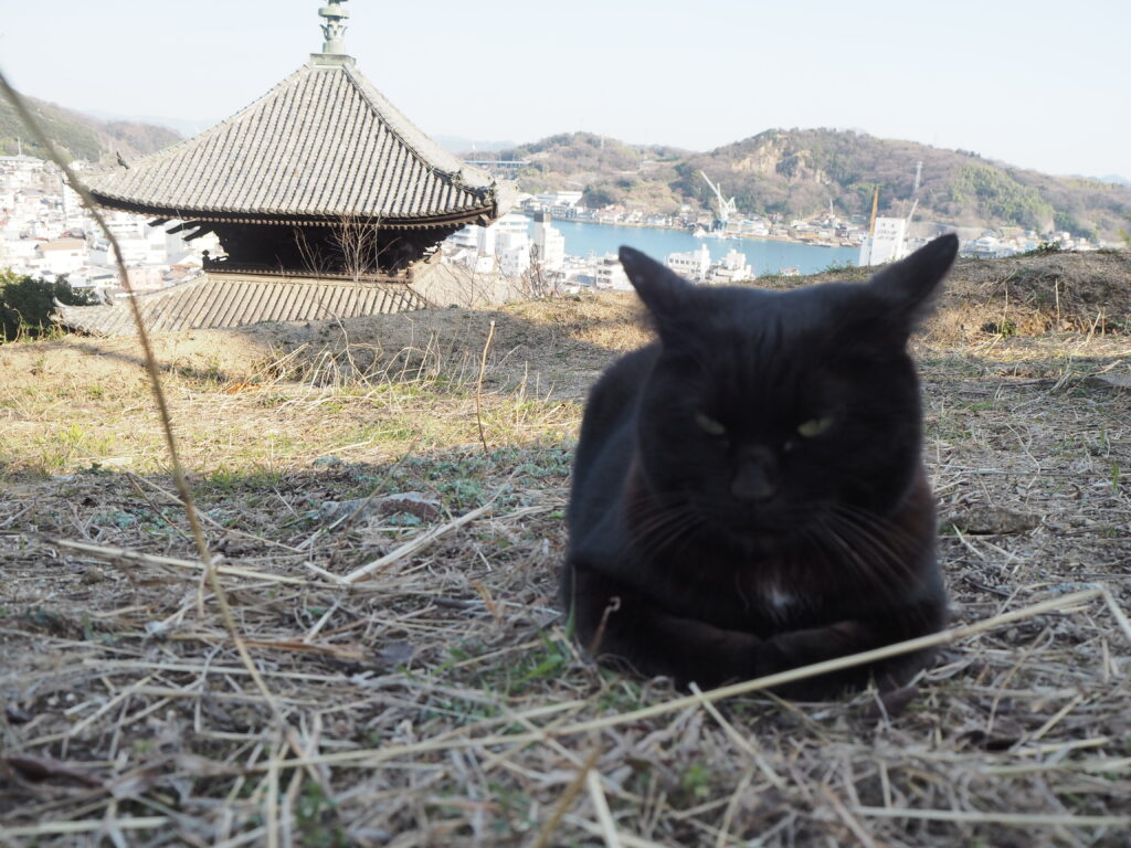 天寧寺と猫
