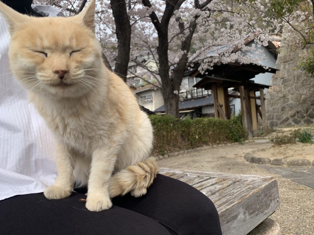 尾道 猫が大好きな30代夫婦が厳選 おすすめ観光スポット選 おまめにゃんず