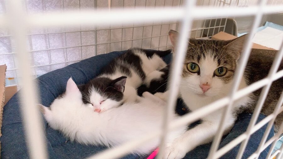 ママネコ様　まとめ4点 おまめにゃんず（猫4匹）との出会い-母猫から子猫3匹を誘拐し